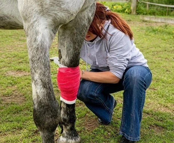 Horses Horses